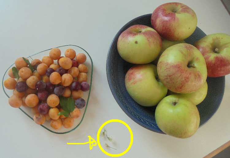 Datei:Ernte KW34 Aug2018.jpg