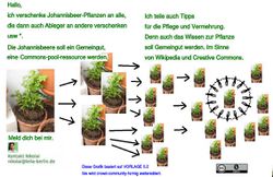 1. Text Vermehrung Johannisbeere.jpeg