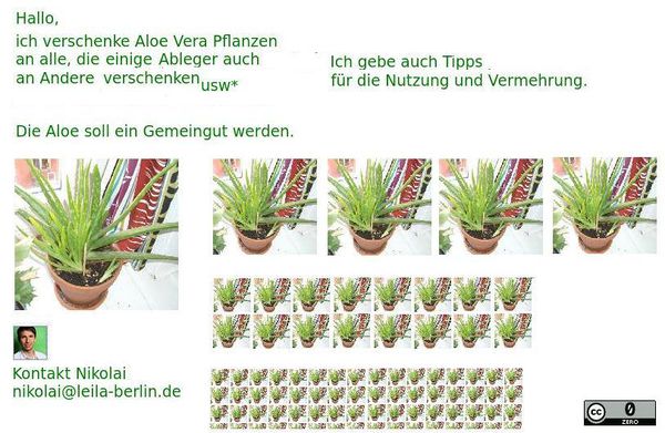 AloeWeitergabe.jpeg