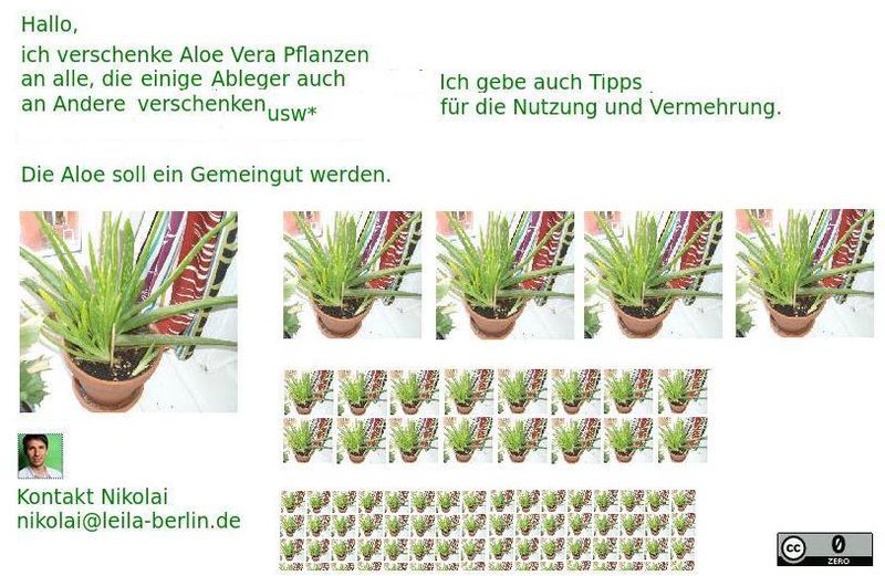 AloeWeitergabe.jpeg