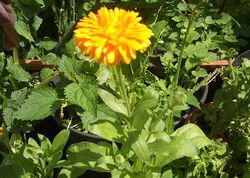 Calendula Juli 2019 Ringelblume.JPG