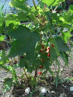 Johannisbeere-Setzling KW24 Jahr 2018.JPG