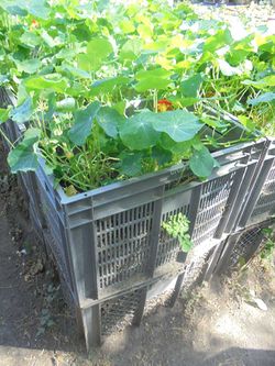 Kapuzinerkresse Prinzessinnengarten.JPG