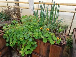 Kapuzinerkresse im Jan2019.jpg