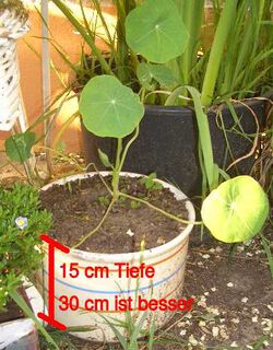 Kapuzinerkresse im Juni 2019.JPG