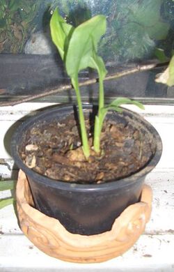 Kurkuma Juli 2019 2 Monate Topf zu klein.JPG