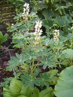 Lupine Guter Standort Juli 2019.JPG