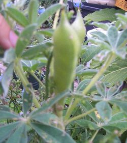 Lupine Juli 2019 Schote.JPG