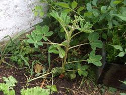 Lupine Schechter Standort.JPG