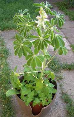 Lupine im Juni 2019.JPG