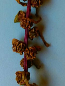 Mangold-Saatgut im Juli2020.jpg