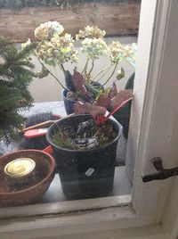 Mangold Jan18nach9Monaten.jpg