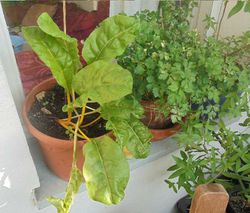 Mangold Standort Balkon Sep2018.JPG