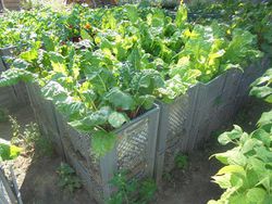 Mangold im PrinzessinnengartenAugust2018.JPG