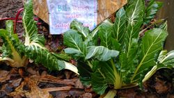 Mangold im zweiten Jahr Januar 2020.jpg