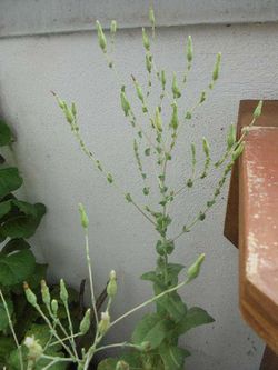 Römersalat August2018.JPG