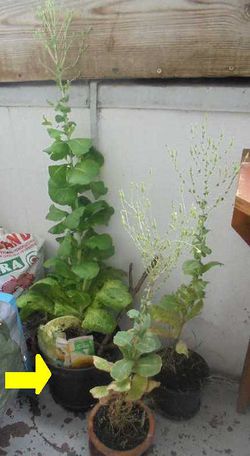 Römersalat Krone August2018.JPG