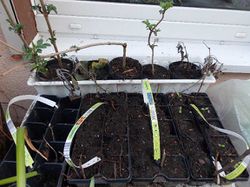 Salat Anzucht März 2019.JPG