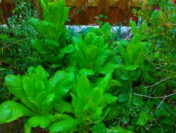 Salat im Juli2020.jpg