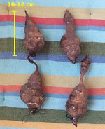 Topinambur Knollen.jpg